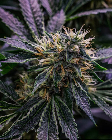 Buy Harle-Tsu CBD