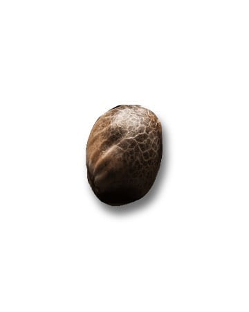 Shop For Valentine X Feminized Cannabis Seed