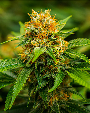 Buy Valentine X CBD