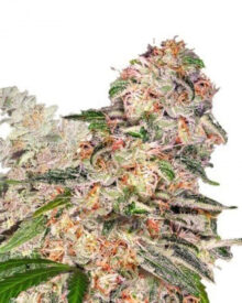 Buy Valentine X CBD