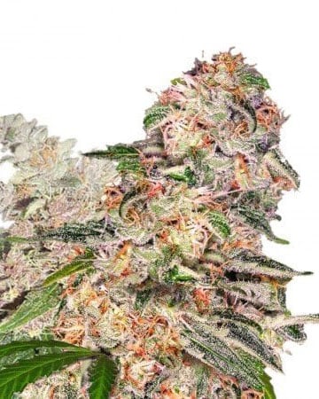 Buy Valentine X CBD