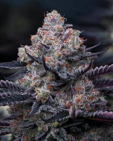 Buy Platinum Kush strain