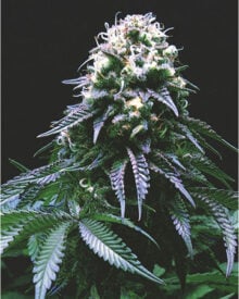 Buy Platinum Kush strain