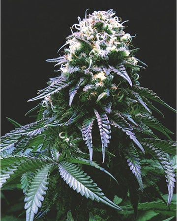 Buy Platinum Kush strain