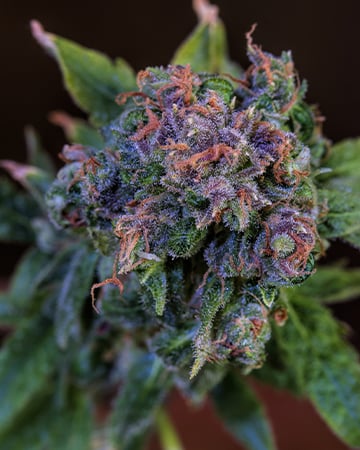 Buy Blue Haze Auto