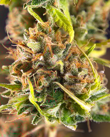 Buy Blueberry Haze Auto