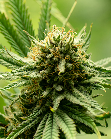 Buy Cali Kush