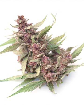 Buy Blue Haze Auto