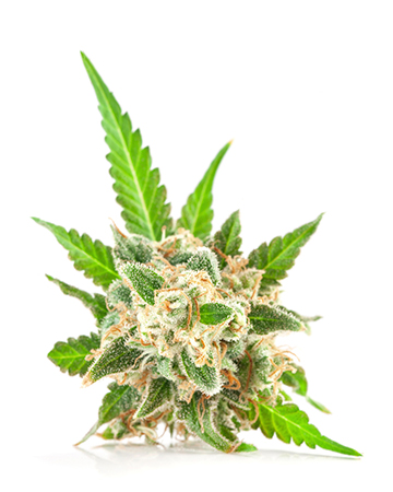 Buy Blueberry Haze Auto
