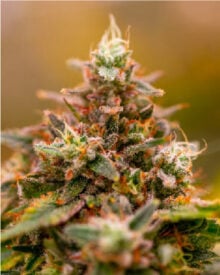 Buy Blueberry Haze Auto
