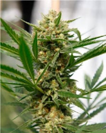 Buy Avidekel CBD