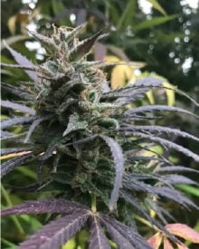 Buy Love Potion #1