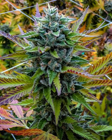 Buy Blue Haze Auto
