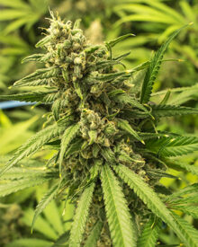 Buy Cali Kush