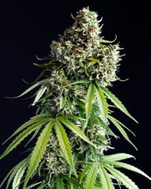 Buy Death Bubba