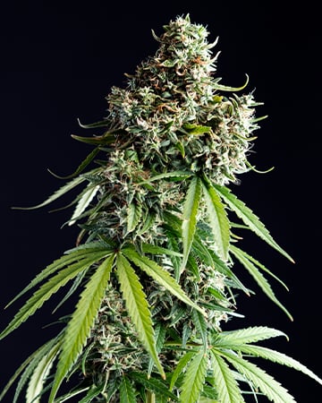 Buy Death Bubba