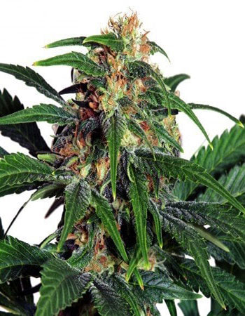 Buy Suzy Q CBD