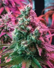 Buy Suzy Q CBD