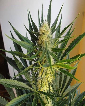 Buy Avidekel CBD