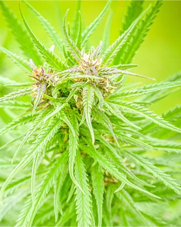Buy Jet Fuel Seeds