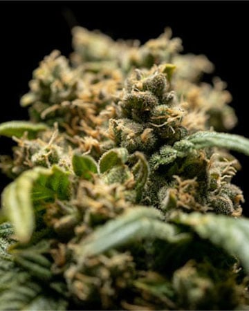 Buy Lemon OG Kush
