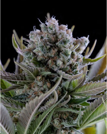 Buy Love Potion #1