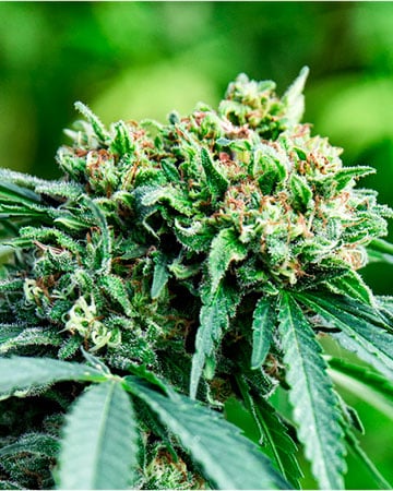 Buy Orange Kush