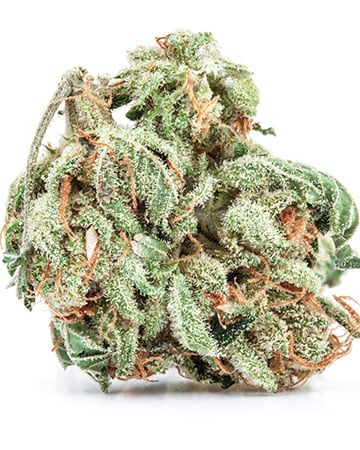 Buy Orange Kush