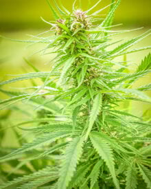 Buy Jet Fuel Seeds