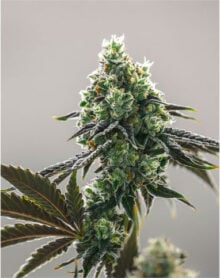 Buy Lemon OG Kush