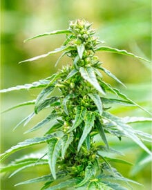 Buy Orange Kush