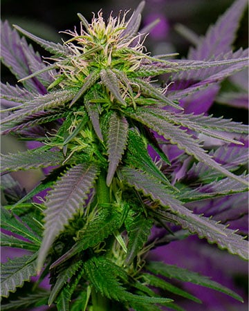 Buy Purple Punch