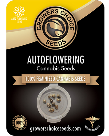 Buy Sour Amnesia Auto