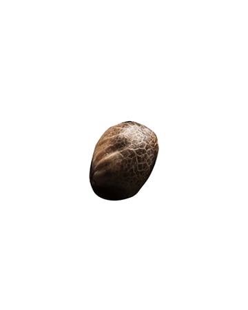 Get Cherry Diesel Auto Flowering Feminized Cannabis Seed