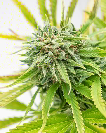 Buy God's Green Crack Auto