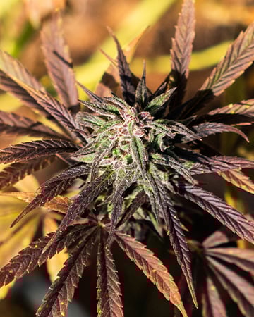 Buy Purple Sour Diesel Auto