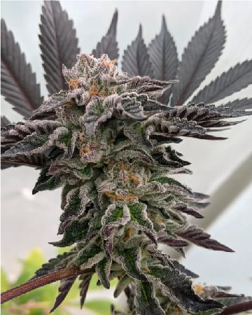 Buy Sour Amnesia Auto