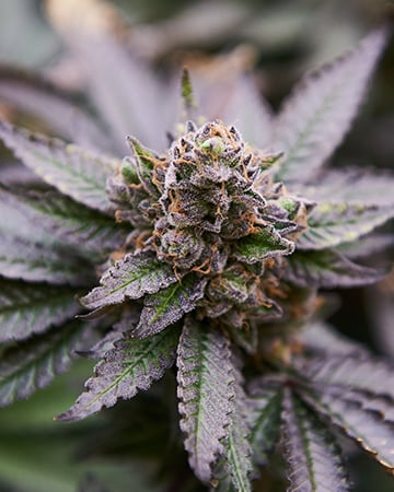 Buy White Fire Alien OG Auto