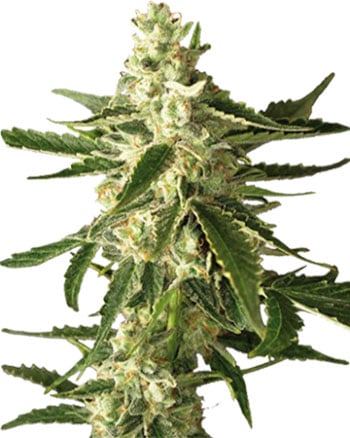 Great-White-Shark-Feminized-Cannabis-Seeds-mobile Great-White-Shark-Feminized-Cannabis-Seeds-mobile