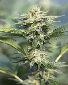 Buy Cherry Diesel