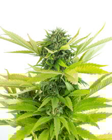 Buy God's Green Crack Auto