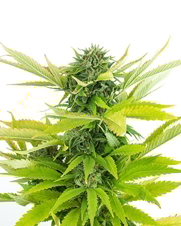 Buy God's Green Crack Auto