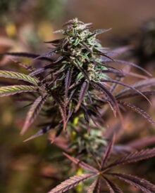 Buy Purple Sour Diesel Auto