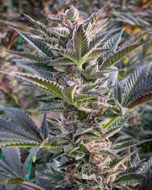 Buy White Fire Alien OG Auto