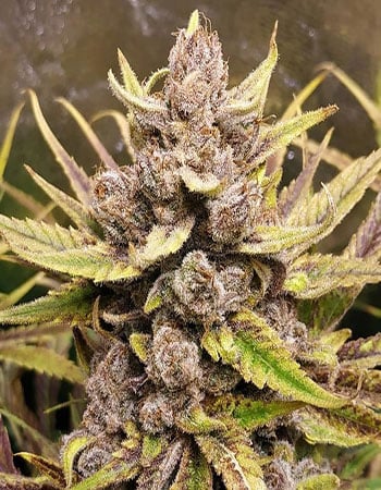 Buy Royal Highness CBD