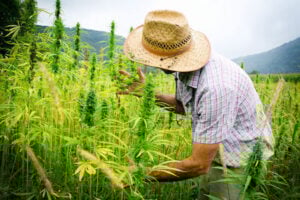 cannabis-farmer cannabis-farmer