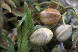 seeds on plant seeds on plant
