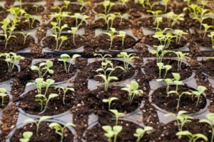 seeds-on-plant seeds-on-plant
