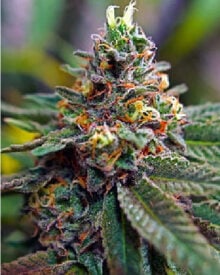 Buy Strawberry Cheesecake