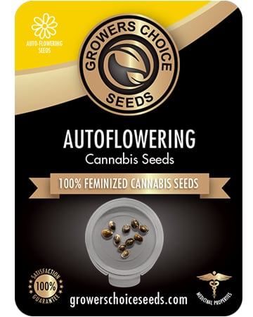 Buy Tangerine Kush Auto